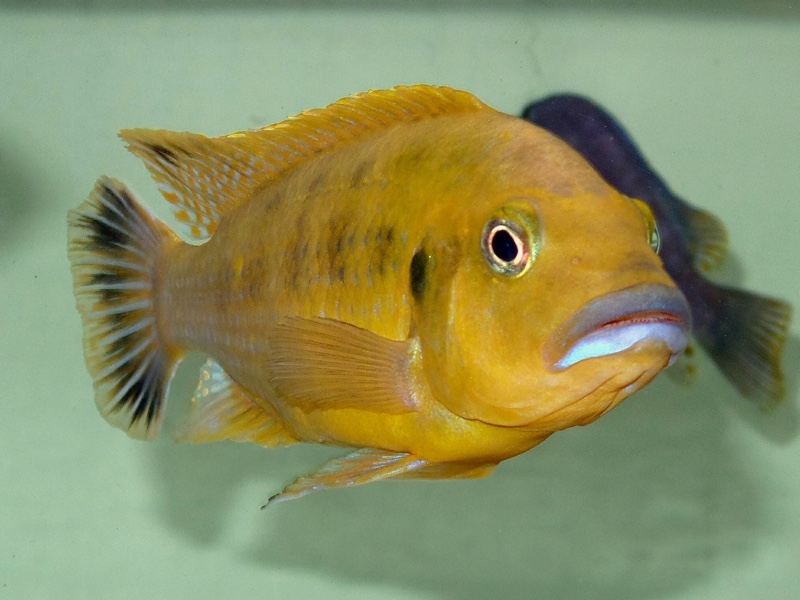Pseudotropheus sp. 'williamsi north' Makonde